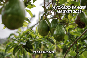 Avokado Bahçesi Maliyeti 2025