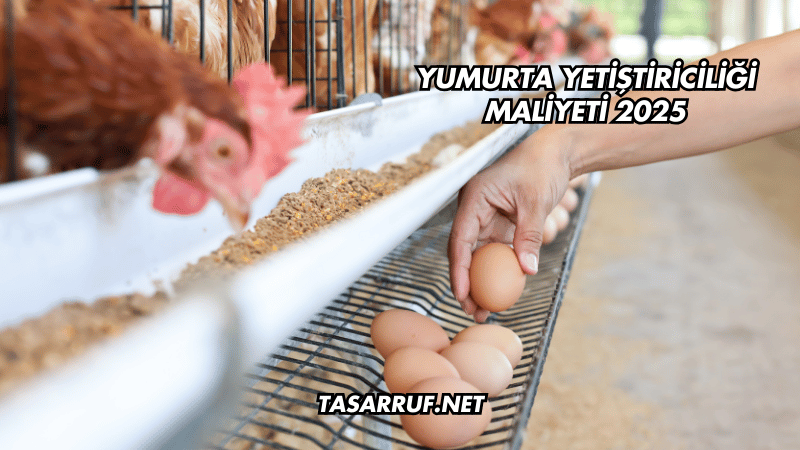 Yumurta Yetiştiriciliği Maliyeti 2025