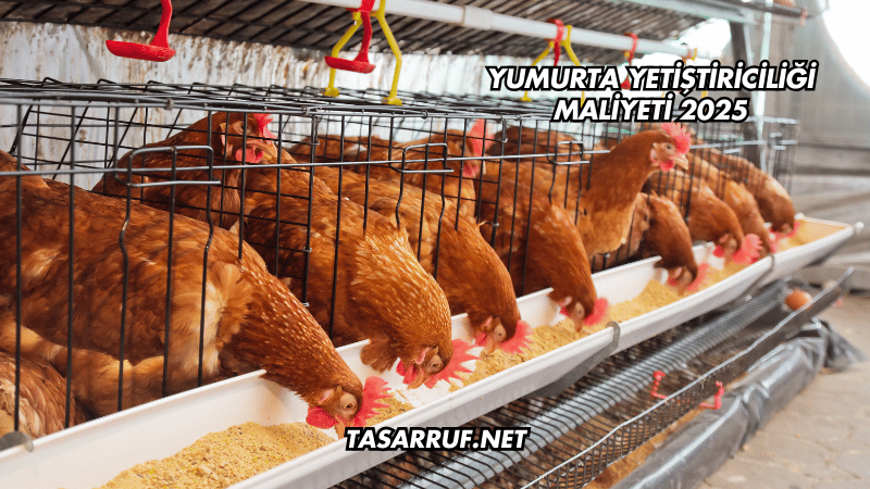 Yumurta Yetiştiriciliği Maliyeti 2025
